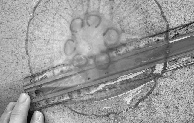 EcoArtLab: Kollaborationen zwischen Kunst und Wissenschaft