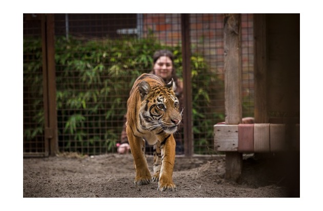 Une nouvelle vie pour les premiers animaux sauvés de l’ancien zoo de Luján