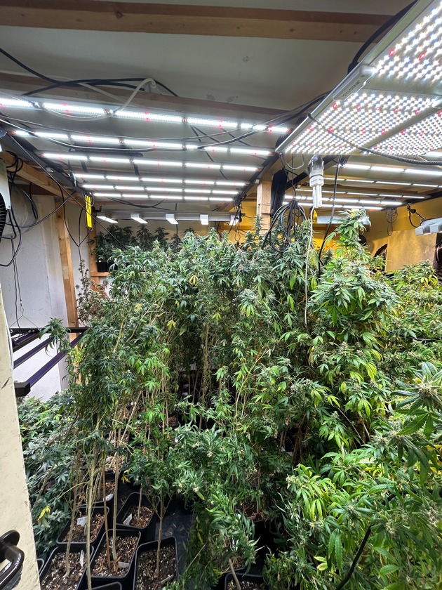 ZOLL-S: Zoll entdeckt illegale Marihuana-Plantage und nimmt zwei Tatverd&auml;chtige fest / Rund 700 Pflanzen (davon 400 Stecklinge)und 30 Kilogramm verkaufsfertiges Marihuana in einer Privatwohnung sichergestellt