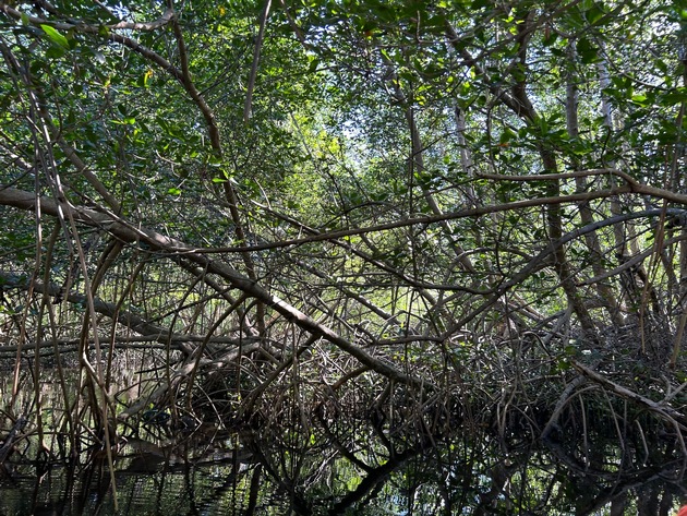 Gemeinsames Mangroven-Projekt: GNF und TUI Care Foundation f&ouml;rdern Klima- und K&uuml;stenschutz
