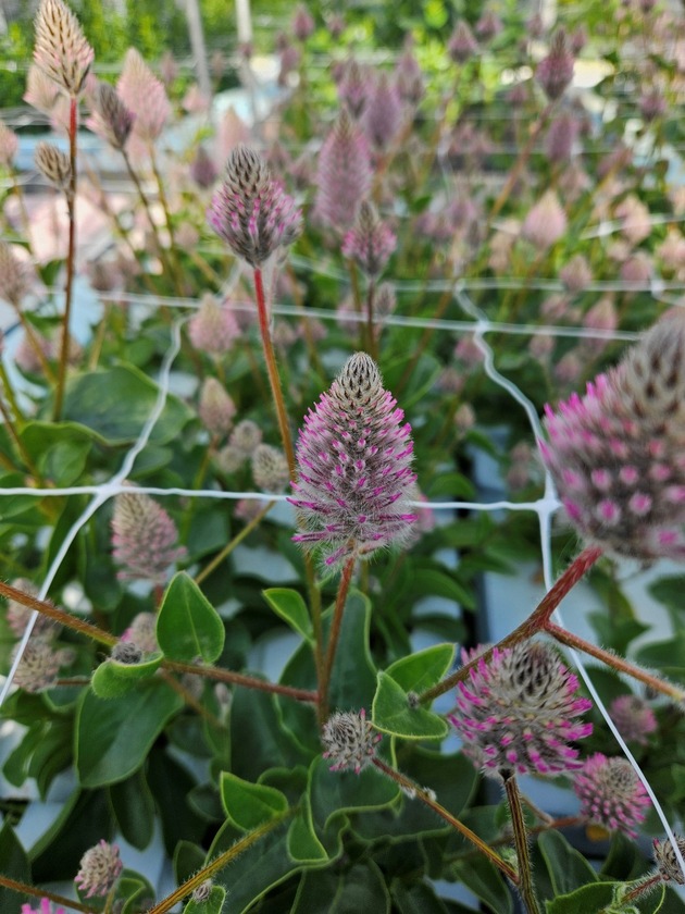 DBU: Nicht nur zum Valentinstag: Blumen aus nachhaltiger Produktion