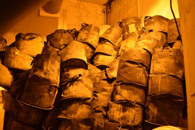 POL-G&Ouml;: (130/2026) Professionelle Cannabis-Plantage in leerstehendem Haus in Zorge entdeckt - Zwei Tatverd&auml;chtige bei Durchsuchung am Mittwochmorgen festgenommen, Haftrichter erl&auml;sst U-Haftbefehle
