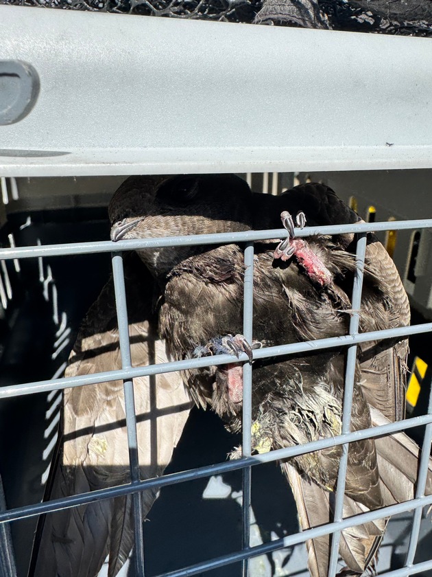 FW Dinslaken: Tierrettung in luftiger Höhe