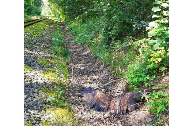 BPOL-FL: Wester Ohrstedt - Verletzter Seeadler an Bahngleisen