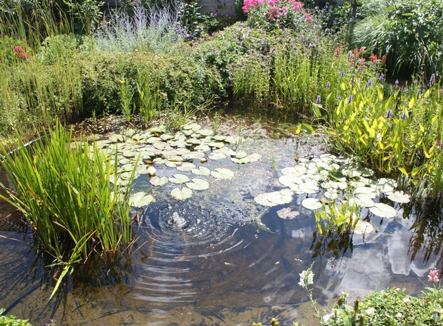 Garten und Klimawandel: Anpassung an die Veränderungen - Regenwasser richtig nutzen