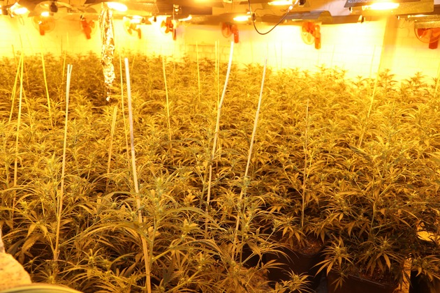 POL-MG: Cannabisplantage mit etwa 1.000 Pflanzen gefunden