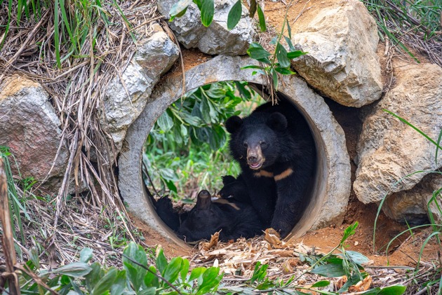 Au Vietnam, une coalition d&#039;organisations urge Hanoi de mettre fin à l&#039;élevage d&#039;ours à bile