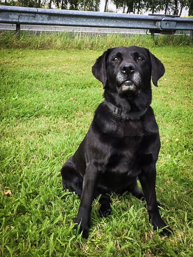 ZOLL-E: Zollhund Lady zerschlägt Drogenverteilzentrum
Zoll stellt über 2 kg Amphetamin und ca. 1.200 Stück
Ecstasy-Tabletten sicher