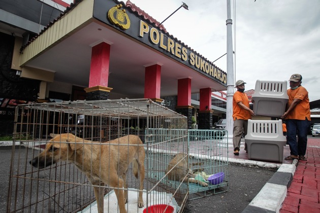 Indonésie: Le propriétaire d’un abattoir de chiens condamné à douze mois de prison