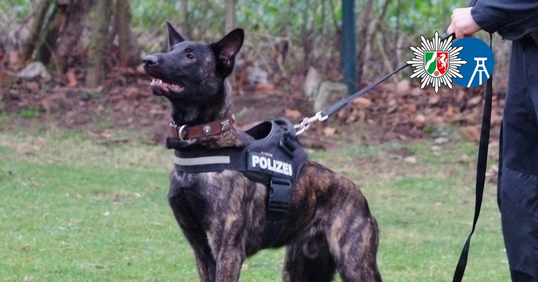 POL-BO: Spürnasen im Einsatz: Fünf Fakten über Diensthunde beim Polizeipräsidium Bochum