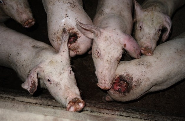 SOKO Tierschutz e.V.: Tierquälerei:Drei Jahre Gefängnis für Gütesiegel-Schweinemäster / Historisches Urteil gegen den rechtsfreien Raum in der Massentierhaltung