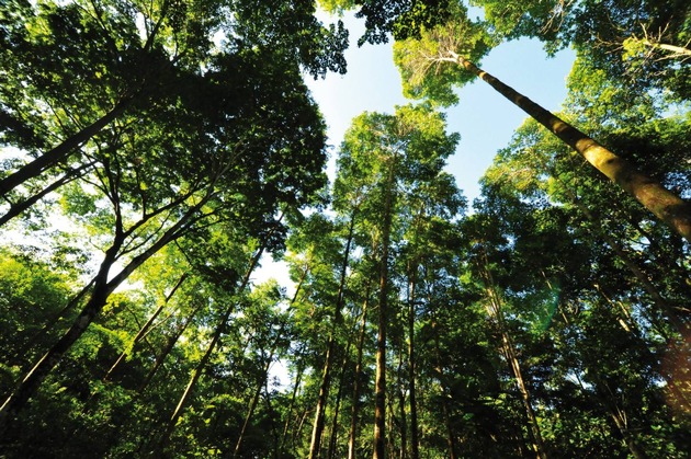ForestFinance bietet ab sofort WaldSparen VI an