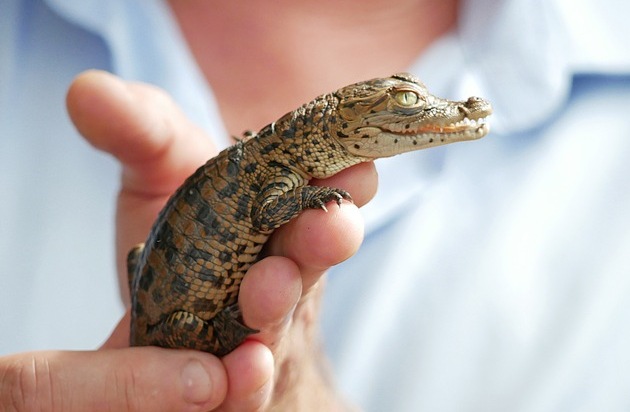 Verband der Zoologischen Gärten (VdZ): Nützlinge mit Imageproblem / Das Zootier des Jahres 2021 ist das Krokodil