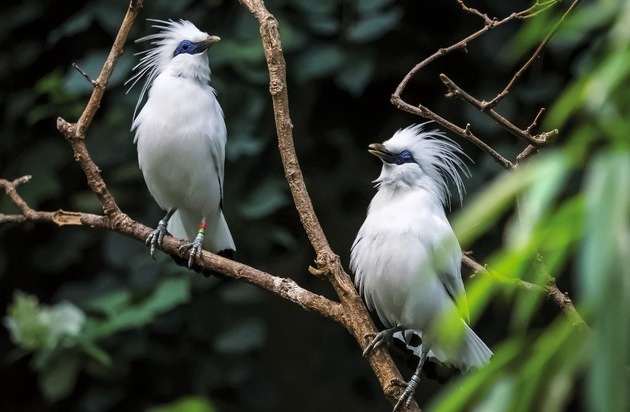 Verband der Zoologischen G&auml;rten (VdZ): Vom Zootier bis zum Heimtier: Impfungen sch&uuml;tzen / Welttag der Tierimpfung: Zooverband warnt vor Seuchenrisiken f&uuml;r bedrohte Arten. Abhilfe durch nationale Impfstrategie f&uuml;r Zootiere gefordert