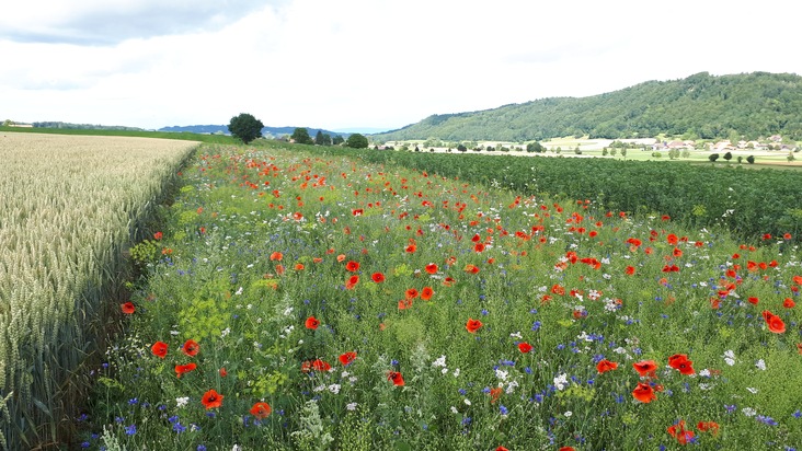 Réduire les pesticides à l&#039;aide de bandes fleuries: Lidl Suisse soutient le projet de recherche de la Confédération/Des auxiliaires pour combattre les pucerons dans la culture de la betterave sucrière