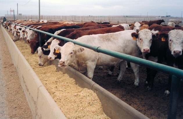 Schweizer Tierschutz STS: Importiertes Dopingfleisch / Der Import von Hormonrindfleisch ist in den vergangenen Jahren massiv angestiegen