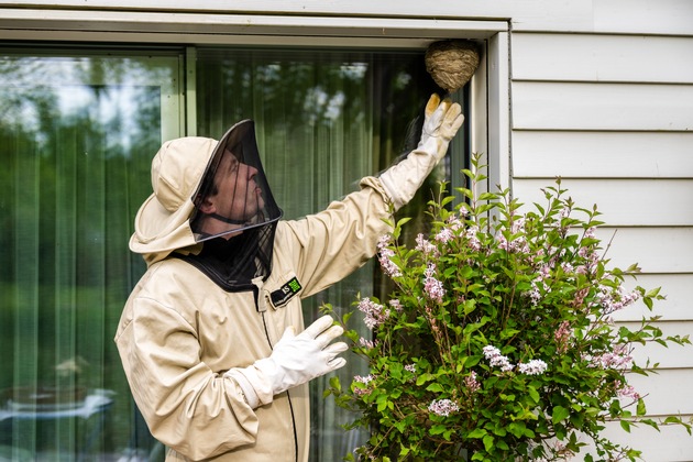 ADAC Zuhause Versicherung: Wespennester nie in Eigenregie entfernen