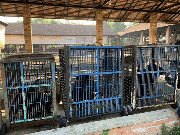 QUATRE PATTES sauve neuf ours enfermés depuis  plus de 17 ans dans des cages minuscules au Vietnam