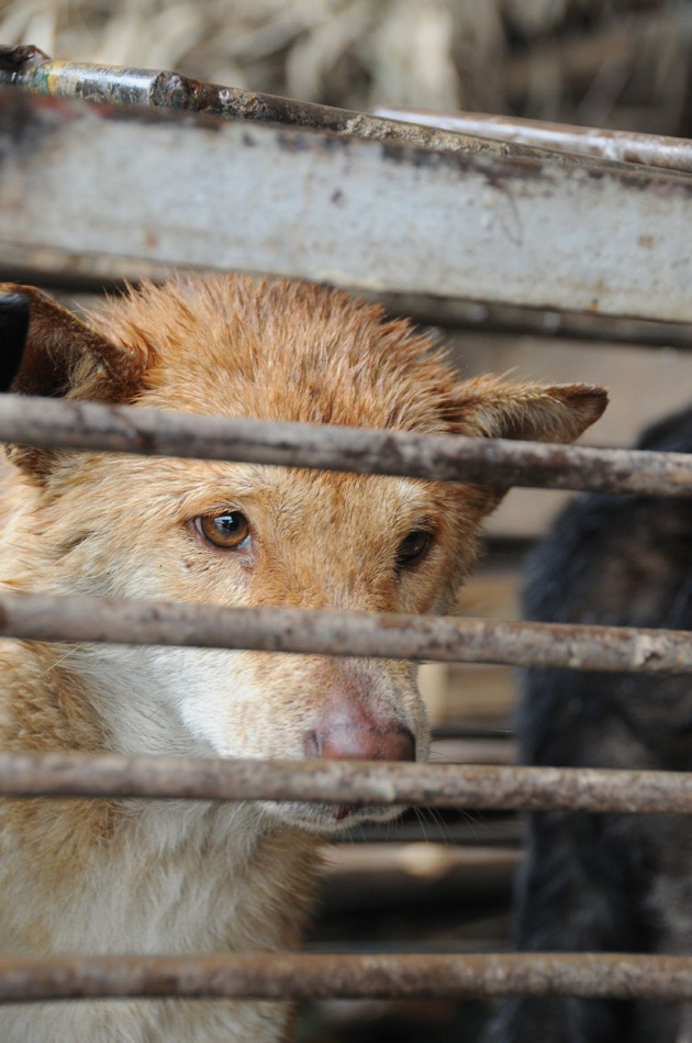 Chinas Landwirtschaftsministerium streicht Hunde und Katzen von Nutztier-Liste: VIER PFOTEN ist positiv überrascht vom Entscheid