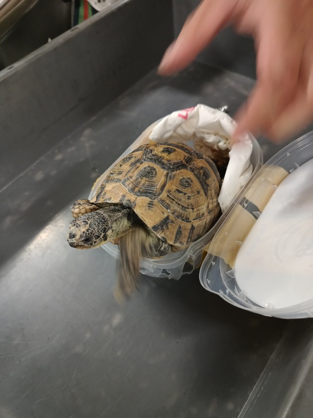 HZA-M: Sieben lebende Tunesische Landschildkröten im Handgepäck entdeckt