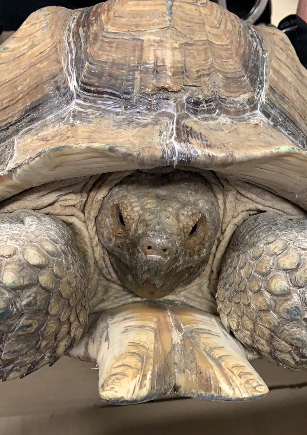 POL-HI: Fund einer großen Schildkröte (vermtl. Landschildkröte)
