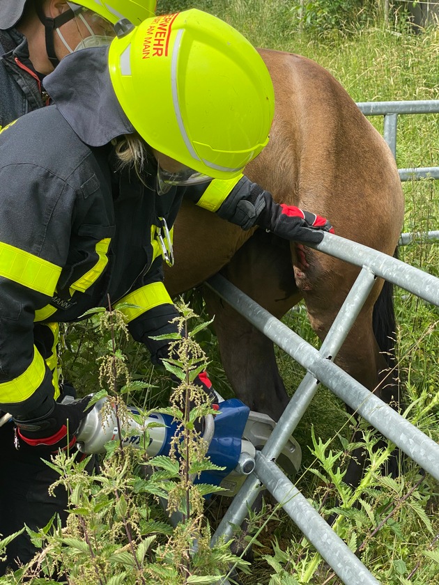 FW-F: Feuerwehr befreit Pferd aus misslicher Lage
