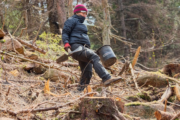 PRESSEMITTEILUNG: Bergwaldprojekt e.V. pflanzt mit hunderten Freiwilligen über 37.000 Bäume zur Förderung einer naturnahen Waldentwicklung im April in Braunlage / Harz