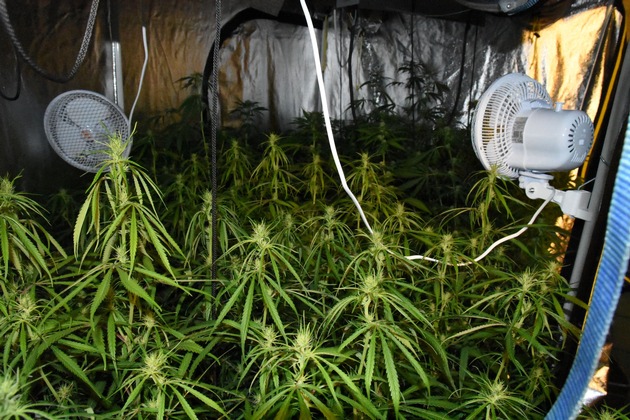 POL-BOR: Raesfeld - Cannabisplantage auf dem Dachboden