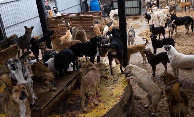 VIER PFOTEN verteilt über 60&#039;000 Mahlzeiten für hungrige Hunde und rettet fünf Welpen