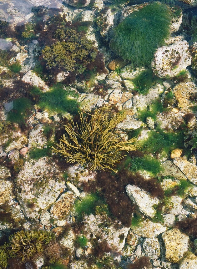 Bretagne: Ein Museum f&uuml;r die Alge