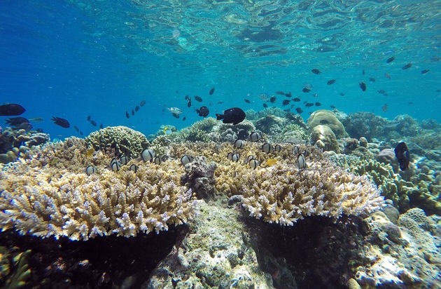 Melalui penelitiannya terhadap terumbu karang, ZMT terlibat dalam…