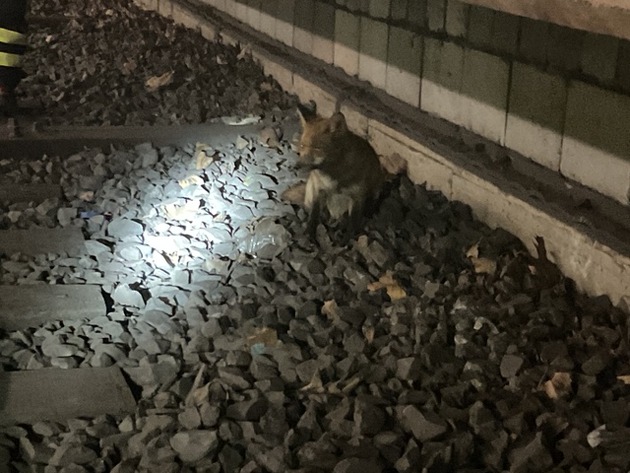 FW-DO: Fuchs verläuft sich in U-Bahn Haltestelle