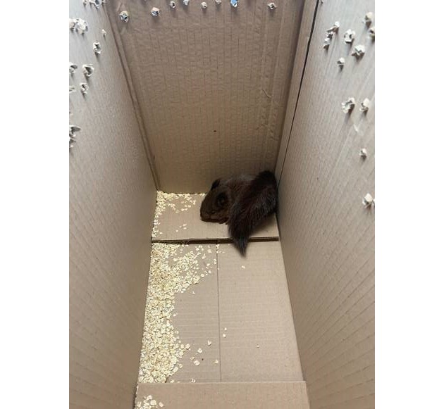 POL-E: Mülheim an der Ruhr: Tierischer Einsatz - Eichhörnchenbabys gerettet