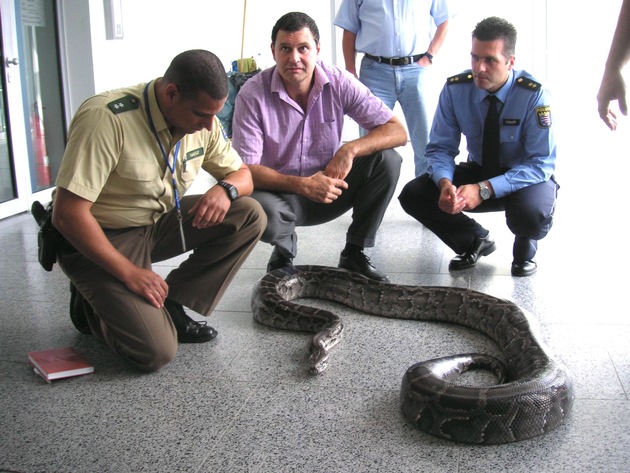 POL-F: 070711 - 0810 Schrecken und Faszination: Fünf-Meter-Tigerpython kriecht über den Flur des Polizeipräsidiums