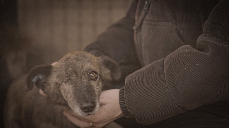 Was bewirken 70 Millionen gegen "Die Hunde-Mafia" in Rumänien? Das zeigen ProSieben und Joyn am Mittwoch, 15. April, um 20:15 Uhr