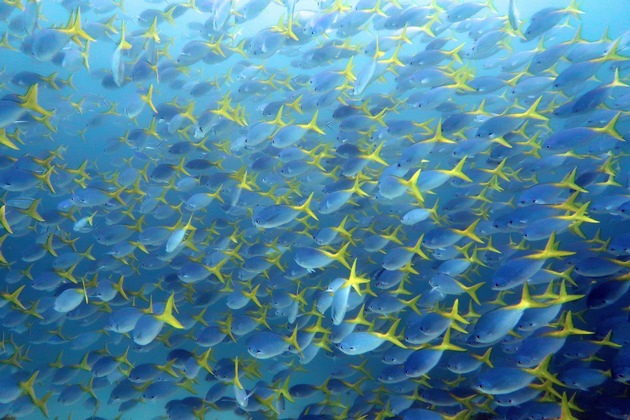 Neue Studie in Nature Communications: Erwärmung und Überfischung könnten die Rolle von Fischen im marinen Kohlenstoffkreislauf verändern