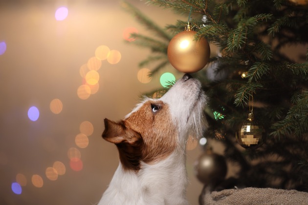 Haustiere gehören nicht untern Weihnachtsbaum