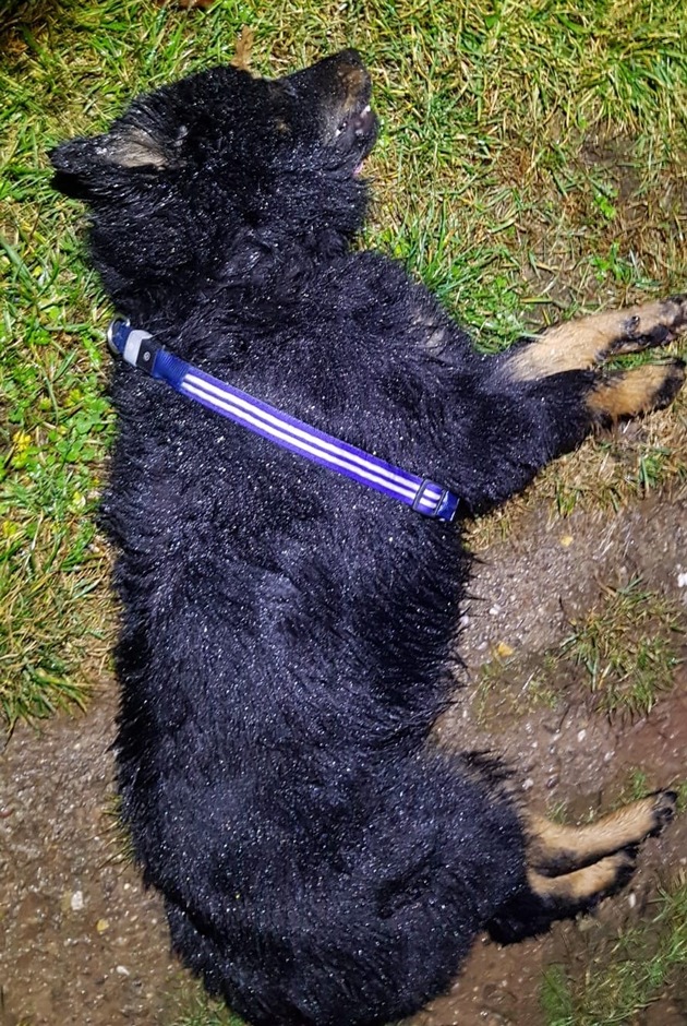 LPI-NDH: Hund durch Verkehrsunfall getötet - Besitzer unbekannt