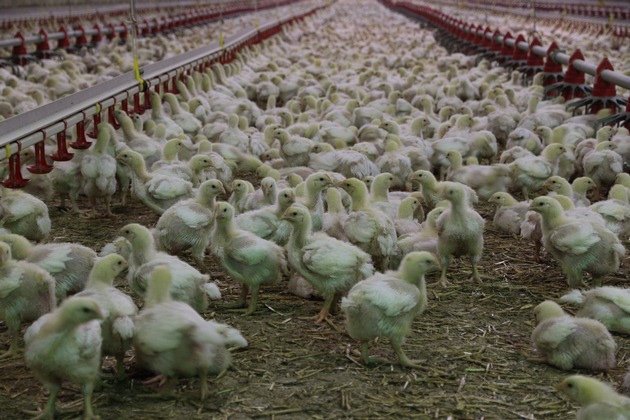 In fünf Wochen vom Babyküken zum Fleischkoloss