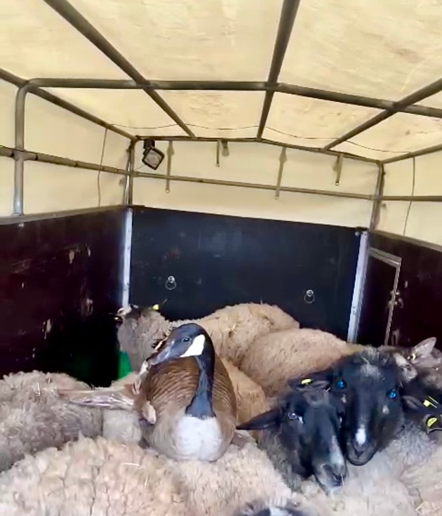 POL-Lebach: Wer hat die Gans gestohlen?
