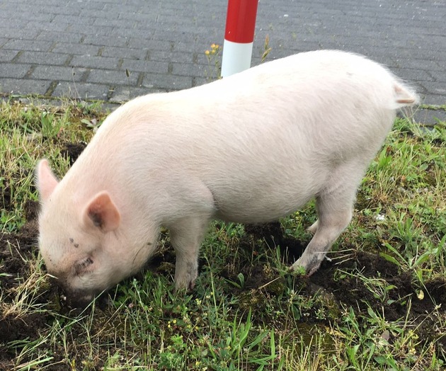 POL-REK: &quot;Rosa&quot; büxte aus - Brühl