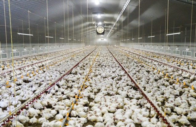 2,6 Millionen Vögel fallen in Südafrika der Vogelgrippe zum Opfer