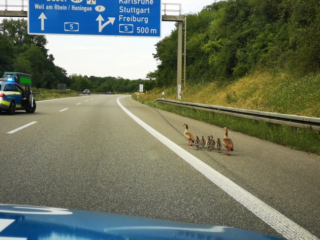 POL-FR: Eimeldingen: wegen Ausflug einer Nilgansfamilie kurzfristig Autobahn A 98 gesperrt (Bilder anbei)