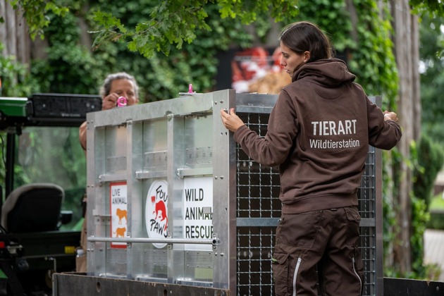 Weisses Tigerjunges aus Tschechien findet nach Rettung neues Zuhause in Deutschland