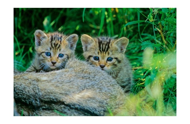 ++ Junge Wildkatzen im Wald lassen – BUND vermittelt im Notfall Hilfe ++