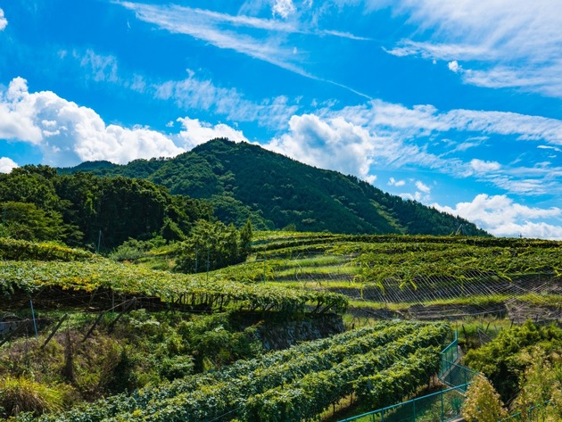 Der Appetit kommt beim Reisen: Japan von der fruchtigen Seite entdecken