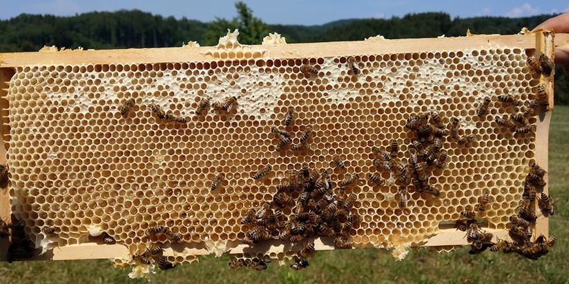 Bienensterben: Spezielle Zucker verantwortlich für Waldtrachtkrankheit
