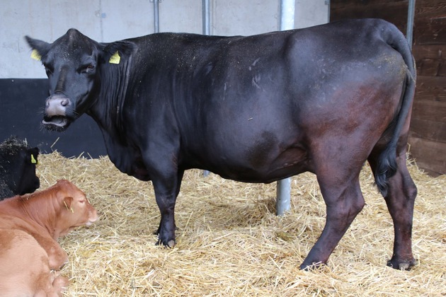 Mutterkuh Schweiz erneut Gast an der AMA