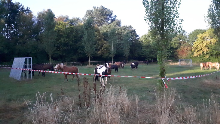 POL-H: Bothfeld: Rund 40 Pferde entlaufen