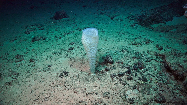Mariner Stickstoffkreislauf: Europäischer Forschungsrat fördert Projekt zur Rolle von Tiefsee-Schwämmen